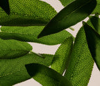 Scalp Support Serum